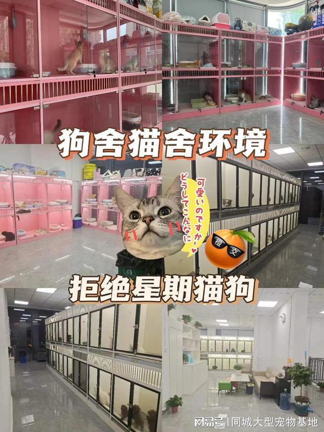 少钱一只咸阳这里英短蓝金猫基地直销！PG麻将胡了模拟器咸阳买英短蓝金猫多(图2)
