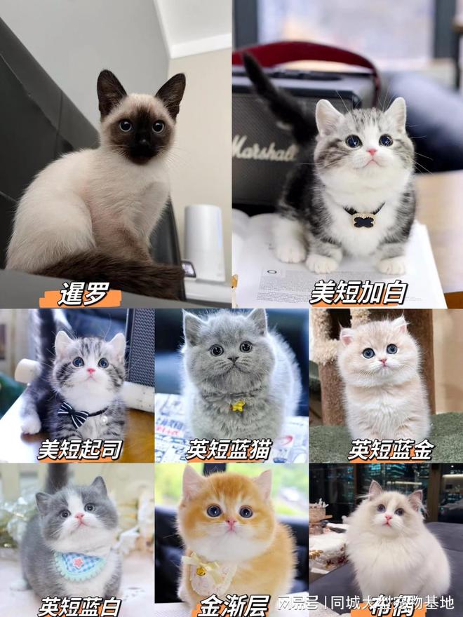 少钱一只咸阳这里英短蓝金猫基地直销！PG麻将胡了模拟器咸阳买英短蓝金猫多(图3)